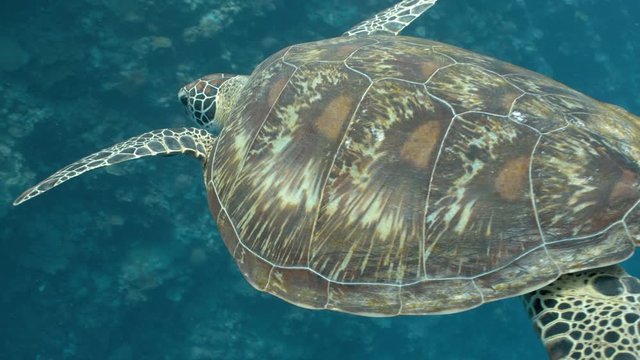 Camera follows Green Turtle as it swims towards coral reef