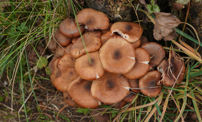Pilz auf dem Waldboden