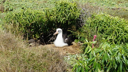 Wundersch&ouml;nes Hawaii: Oahu, Kauai und Big Island