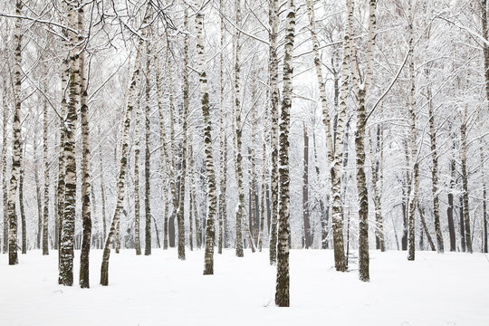 View of beautiful winter birch wood