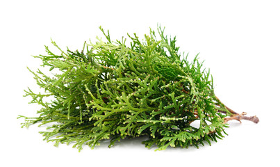 Green branches of pine.