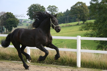 Galoppierendes Pferd
