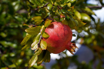 Granatapfel Frucht Baum