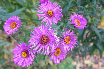 Fototapeta premium Astra Virgin or New Belgian (Symphyotrichum novi-belgii) beautiful autumn flower bed