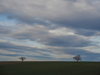 Naklejka na ściany i meble Landscape cloudy sky and silhouettes of trees