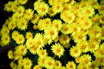 many little yellow chrysanthemums. Autumn concept.For design postcards, posters.Many little flowers in the garden