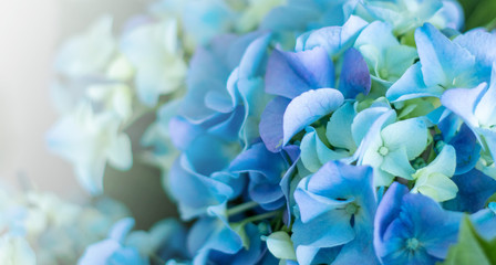 Rounded clusters of Hydrangea Macrophylla Altona blue flowers. Background of colorful in blur concept