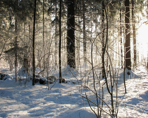 Winter forest in backlight. Russia