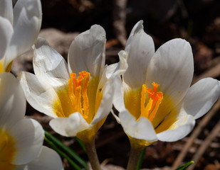 Group of blooming white crocus in spring