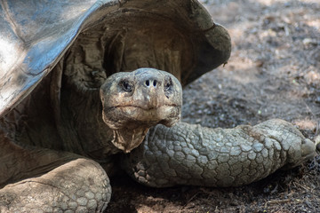 Tortuga gigante