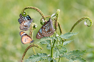 three blue butterflies and one orange butterfly feeding on a green plant in a green grass field around an empty lake in South India - Tiruvannamalai 2019