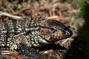 Lagarto overo