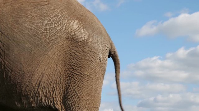 Der Schwanz eines afrikanischen Elefanten (Loxodonto Africana) pendelt hin und her. Nahaufnahme vom Hinterteil mit blauem Himmel im Hintergrund