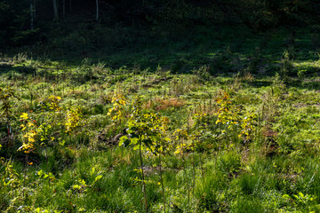 Wiederaufforstung im Wald