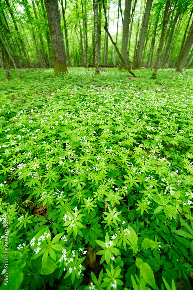 Poster Waldmeister (Galium odoratum) im Nationalpark Bilalowieza, Polen - sweetscented bedstraw