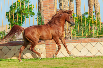 Chestnut arabian horse running in canter in the elite paddock in egyptian stables. 