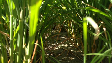 green grass in the garden