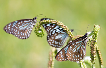 three blue butterflies feeding on a green plant in a green grass field around an empty lake in South India - Tiruvannamalai 2019 © ChrisD