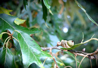 Green Leaf With An Acorn