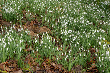 Schneeglöckchen im Wald