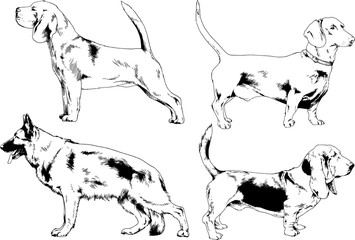 vector drawings sketches pedigree dogs in the racks drawn in ink by hand , objects with no background	