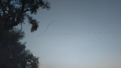 birds flying