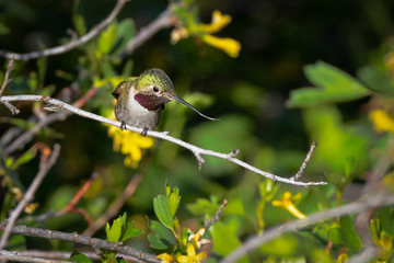 Tasty Hummingbird