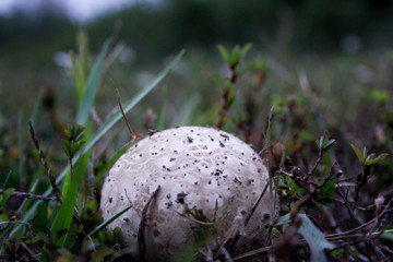 Mushroom In It's Natural Habitat