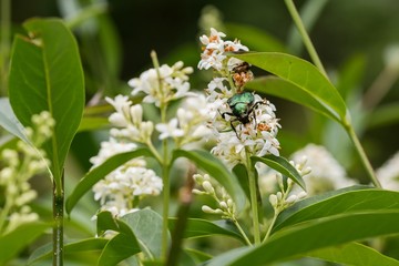 Green beetle Cetonia aurata sitting on white flower.