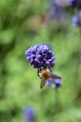 Bumblebee sitting on a lavender flower.