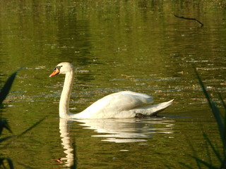 swan on lake