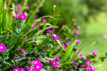 beautiful flowers in the garden