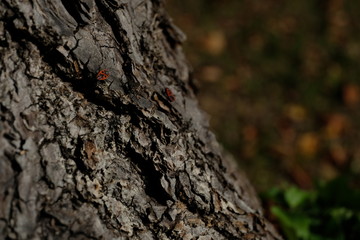 Feuerwanze auf Eichenrinde makro close-up