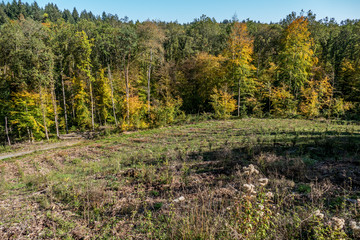 Wiederaufforstung im Wald