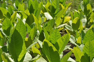 Leaves and stems of tobacco