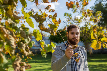 Naklejka na ściany i meble Vintner man examining the grapes during the vintage. Vine making process. Oidium treatment, selection of fertilizers for grapes. Autumn grape harvest.