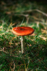 Fliegenpilz ((Amanita muscaria) - Giftpilz, Landschaft - Landscape
