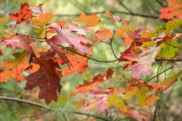 Details of Fiery Fall Leaves on Trees Colors of fall. Brisk cool weather. Leaves are changing red, orange and yellow creating a beautiful autumn landscape.