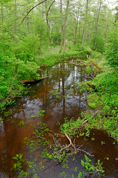 Sumpfiger Images Browse 39 Stock Photos, Vectors, and Video Adobe Stock