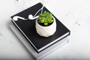 Green succulent on a stack of books on a white marble background. Working space