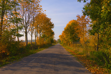 Autumn landscape illuminated by warm sun forest and road among trees shadows grass reflections