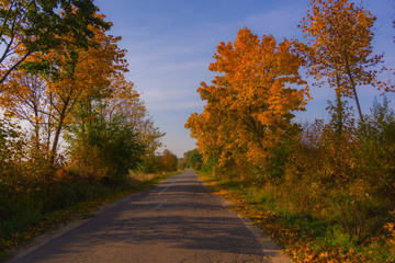 Autumn landscape illuminated by warm sun forest and road among trees shadows grass reflections