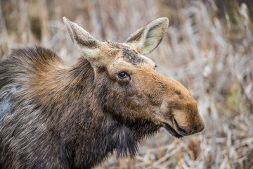 Canadian female moose in wetlands