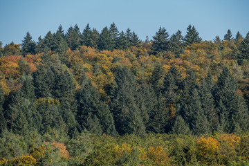 Wiederaufforstung im Wald