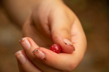 Beautiful Red Berry in Hand from the Autumn Olive Plant. Fall berry. Fruit of the forest. Picking fruit.