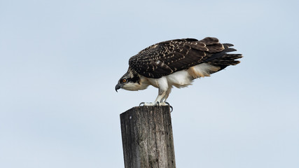 A fledgling Osprey perched on a wooden post.