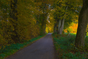 Fototapeta premium Autumn landscape illuminated by warm sun forest and road among trees oaks shadows grass reflections