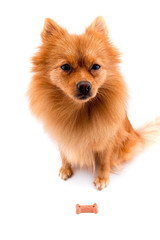 Pomeranian toy spitz sitting in white studio. Isolated background.