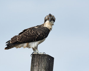 A curious fledgling Osprey perched on a wooden post.