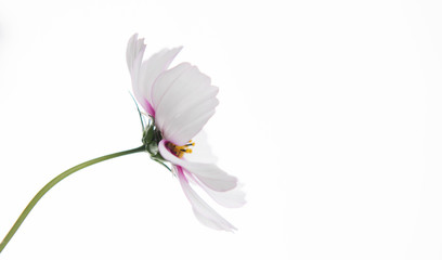 Close up of White and Pink Cosmos Flower on Plain Background
